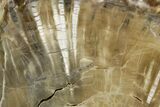 Triassic Petrified Wood (Woodworthia) Section - Arizona #371644-2